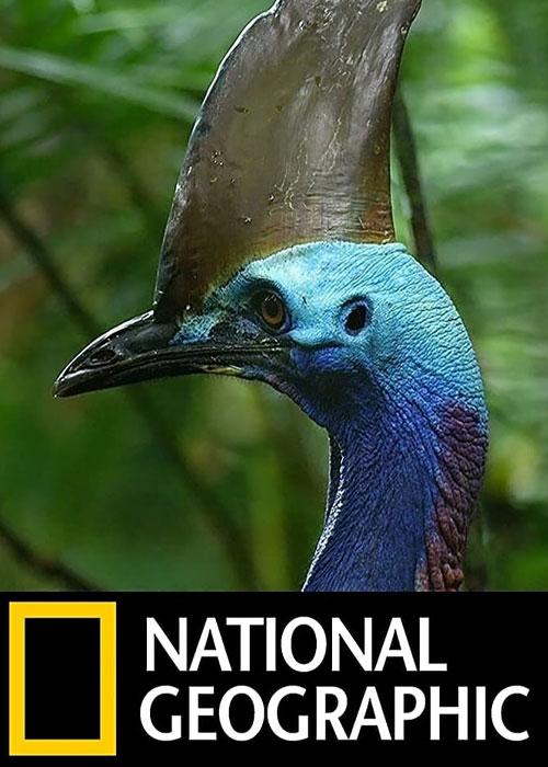 دایناسور پرنده – Dino Bird